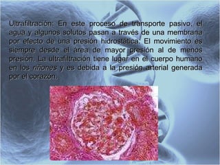 Ultrafiltración: En este proceso de transporte pasivo, el agua y algunos solutos pasan a través de una membrana por efecto de una presión hidrostática. El movimiento es siempre desde el área de mayor presión al de menos presión. La ultrafiltración tiene lugar en el cuerpo humano en los  riñones  y es debida a la presión arterial generada por el corazón.  