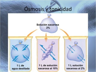 Ósmosis y tonicidad Solución sacarosa  2% 1 L de  agua destilada 1 L de solución sacarosa al 10% 1 L solución sacarosa al 2% 