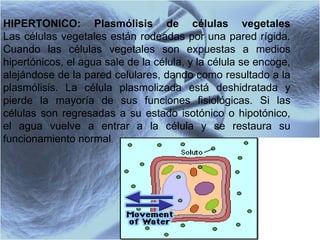 HIPERTONICO: Plasmólisis de células vegetales Las células vegetales están rodeadas por una pared rígida. Cuando las células vegetales son expuestas a medios hipertónicos, el agua sale de la célula, y la célula se encoge, alejándose de la pared celulares, dando como resultado a la plasmólisis. La célula plasmolizada está deshidratada y pierde la mayoría de sus funciones fisiológicas. Si las células son regresadas a su estado isotónico o hipotónico, el agua vuelve a entrar a la célula y se restaura su funcionamiento normal .  