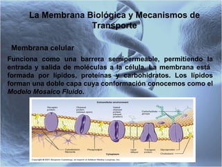 La Membrana Biológica y Mecanismos de Transporte Membrana celular Funciona como una barrera semipermeable, permitiendo la entrada y salida de moléculas a la célula. La membrana está  formada por lípidos, proteínas y carbohidratos. Los lípidos forman una doble capa cuya conformación conocemos como el  Modelo Mosaico Fluido . 