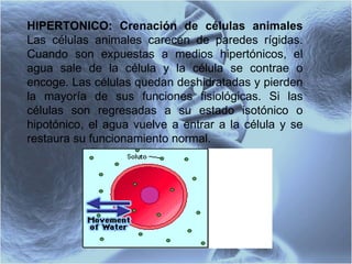 HIPERTONICO: Crenación de células animales Las células animales carecen de paredes rígidas. Cuando son expuestas a medios hipertónicos, el agua sale de la célula y la célula se contrae o encoge. Las células quedan deshidratadas y pierden la mayoría de sus funciones fisiológicas. Si las células son regresadas a su estado isotónico o hipotónico, el agua vuelve a entrar a la célula y se restaura su funcionamiento normal.   