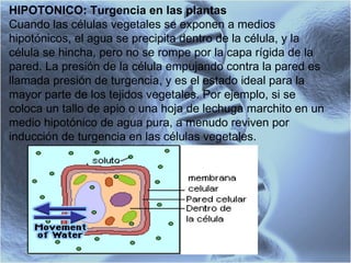 HIPOTONICO: Turgencia en las plantas Cuando las células vegetales se exponen a medios hipotónicos, el agua se precipita dentro de la célula, y la célula se hincha, pero no se rompe por la capa rígida de la pared. La presión de la célula empujando contra la pared es llamada presión de turgencia, y es el estado ideal para la mayor parte de los tejidos vegetales. Por ejemplo, si se coloca un tallo de apio o una hoja de lechuga marchito en un medio hipotónico de agua pura, a menudo reviven por inducción de turgencia en las células vegetales.  