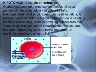 HIPOTONICO: Citolisis en animales Cuando se exponen a medios hipotónicos, el agua penetra dentro de la célula y la célula se infla. Eventualmente, si el agua no es quitada de la célula, la presión puede exceder la fuerza de tensión de la célula, y estalla o cae en lisis. Muchos protistas unicelulares que viven en agua dulce, tienen vacuolas contráctiles, que bombean fuera el agua, para poder mantener un equilibrio osmótico y evitar la lisis.  