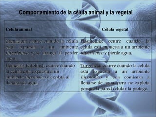 Comportamiento de la célula animal y la vegetal : Célula animal Célula vegetal Crenación : ocurre cuando la célula está expuesta a un ambiente  hipertónico  y se arruga al perder agua. Plasmolisis : ocurre cuando la célula está expuesta a un ambiente  hipertónico  y pierde agua.  Hemólisis (citólisis):  ocurre cuando la célula está expuesta a un ambiente  hipotónico  y explota al llenarse de agua Turgencia : ocurre cuando la célula está expuesta a un ambiente  hipotónico  y esta comienza a llenarse de agua, pero no explota porque la pared celular la protege. 
