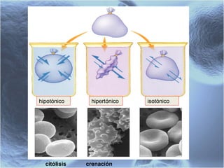 hipotónico hipertónico isotónico citólisis crenación 