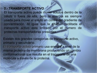 2.- TRANSPORTE ACTIVO El transporte activo puede mover solutos dentro de la célula o fuera de ella, pero la energía es siempre usada para mover el soluto en contra del gradiente de concentración. Al igual que la difusión facilitada el transporte activo esta limitado por el numero de proteínas transportadoras presentes.  Existen dos grandes categorías de transporte activo, primario y secundario.  El transporte activo primario  usa energía a nivel de la misma proteína de membrana produciendo un cambio conformacional que resulta en el transporte de una molécula a través de la proteína. 