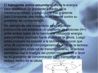 El  transporte activo secundario  utiliza la energía para establecer un gradiente a través de la membrana celular, y luego utiliza ese gradiente para transportar una molécula de interés contra su gradiente de concentración.  Un ejemplo de ese mecanismo es el siguiente:  Escherichia coli  establece un gradiente de protones (H+) entre ambos lados de la membrana utilizando energía para bombear protones hacia afuera de la célula. Luego estos protones se acoplan a la lactosa (un azúcar que sirve de nutriente al microorganismo) a nivel de la lactosa-permeasa (otra proteína de transmembrana), la lactosa permeasa usa la energía del protón moviéndose a favor de su gradiente de concentración para transportar la lactosa dentro de la célula  