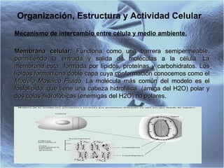 Organización, Estructura y Actividad Celular . Mecanismo de intercambio entre célula y medio ambiente. Membrana celular:  Funciona como una barrera semipermeable, permitiendo la entrada y salida de moléculas a la célula. La membrana está  formada por lípidos, proteínas y carbohidratos. Los lípidos forman una doble capa cuya conformación conocemos como el  Modelo Mosaico Fluido . La molécula más común del modelo es el fosfolípido, que tiene una cabeza hidrofílica  (amiga del H2O) polar y dos colas hidrofóbicas (enemigas del H2O) no polares.  