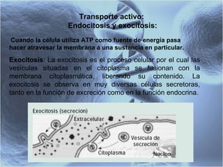Transporte activo:  Endocitosis y exocitosis: Cuando la célula utiliza ATP como fuente de energía pasa hacer atravesar la membrana a una sustancia en particular.  Exocitosis :  La exocitosis es el proceso celular por el cual las vesículas situadas en el citoplasma se fusionan con la membrana citoplasmática, liberando su contenido. La exocitosis se observa en muy diversas células secretoras, tanto en la función de excreción como en la función endocrina. 