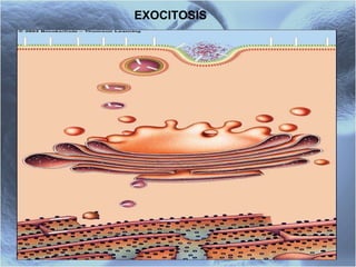 EXOCITOSIS 