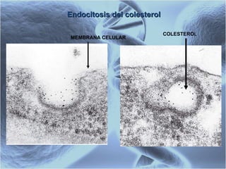 Endocitosis del colesterol MEMBRANA CELULAR COLESTERO L 