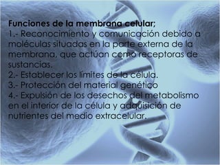 Funciones de la membrana celular; 1.- Reconocimiento y comunicación debido a moléculas situadas en la parte externa de la membrana, que actúan como receptoras de sustancias. 2.- Establecer los límites de la célula. 3.- Protección del material genético 4.- Expulsión de los desechos del metabolismo en el interior de la célula y adquisición de nutrientes del medio extracelular. 