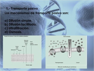 1.- Transporte pasivo   Los mecanismos de transporte pasivo son: a) Difusión simple, b) Difusión facilitada.   c) Ultrafiltración.  d) Osmosis. 