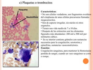 c) Plaquetas o trombocitos Características :  No son células verdaderas, son fragmentos ovoideos del citoplasma de unas células precursoras llamadas megacariocitos.  Son de aspecto irregular, sin núcleo ni otros organelos. Tienen una vida media de 7 a 10 días Después de los eritrocitos son los elementos figurados más abundantes: 200 mil a 500 mil por milímetro cúbico. En su interior contiene gránulos con sustancias necesarias para la coagulación; serotonina y epinefrina, sustancias vasoconstrictores. Función:  Coagulación sanguínea, para mantener la Hemostasia: perdida de sangre, cuando un vaso sanguíneo se corta o rompe.  