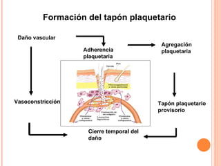 Formación del tapón plaquetario Daño vascular Adherencia plaquetaria Agregación plaquetaria Vasoconstricción Tapón plaquetario provisorio Cierre temporal del  daño 