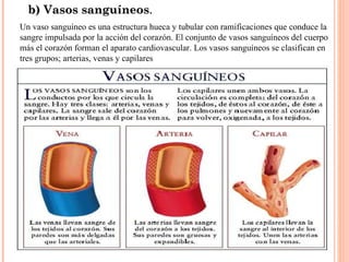b) Vasos sanguíneos . Un vaso sanguíneo es una estructura hueca y tubular con ramificaciones que conduce la sangre impulsada por la acción del corazón. El conjunto de vasos sanguíneos del cuerpo más el corazón forman el aparato cardiovascular. Los vasos sanguíneos se clasifican en tres grupos; arterias, venas y capilares 