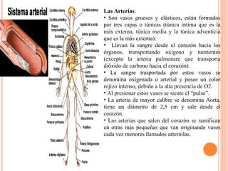 Las Arterias :  Son vasos gruesos y elásticos, están formados por tres capas o túnicas (túnica íntima que es la más externa, túnica media y la túnica adventicia que es la más externa): Llevan la sangre desde el corazón hacia los órganos, transportando oxígeno y nutrientes (excepto la arteria pulmonare que transporta dióxido de carbono hacia el corazón). La sangre trasportada por estos vasos se denomina oxigenada o arterial y posee un color rojizo intenso, debido a la alta presencia de O2.  Al presionar estos vasos se siente el “pulso”. La arteria de mayor calibre se denomina Aorta, tiene un diámetro de 2,5 cm y sale desde el corazón.  Las arterias que salen del corazón se ramifican en otras más pequeñas que van originando vasos cada vez menores llamados arteriolas. 