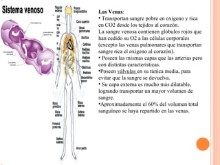 Las Venas : Transportan sangre pobre en oxígeno y rica en CO2 desde los tejidos al corazón. La sangre venosa contienen glóbulos rojos que han cedido su O2 a las células corporales (excepto las venas pulmonares que transportan sangre rica el oxígeno al corazón).  Poseen las mismas capas que las arterias pero con distintas características. Poseen  válvulas  en su túnica media, para evitar que la sangre se devuelva.  Su capa externa es mucho más dilatable, logrando transportar un mayor volumen de sangre.  Aproximadamente el 60% del volumen total sanguíneo se haya repartido en las venas. 