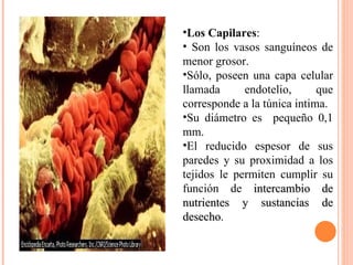Los Capilares : Son los vasos sanguíneos de menor grosor. Sólo, poseen una capa celular llamada endotelio, que corresponde a la túnica intima.  Su diámetro es  pequeño 0,1 mm. El reducido espesor de sus paredes y su proximidad a los tejidos le permiten cumplir su función de  intercambio de nutrientes y sustancias de desecho . 