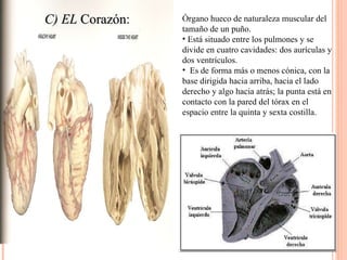 Órgano hueco de naturaleza muscular del tamaño de un puño. Está situado entre los pulmones y se divide en cuatro cavidades: dos aurículas y dos ventrículos. Es de forma más o menos cónica, con la base dirigida hacia arriba, hacia el lado derecho y algo hacia atrás; la punta está en contacto con la pared del tórax en el espacio entre la quinta y sexta costilla. C) EL  Corazón :  
