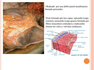 Rodeado  por una doble pared membranosa llamada pericardio.  Está formado por tres capas: epicardio (capa externa), miocardio (capa gruesa formada por fibras musculares estriadas) y endocardio (forma los velos y válvulas cardíacas).  