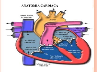 ANATOMIA CARDIACA 