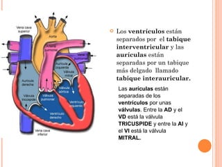 EL CORAZÓN Los  ventrículos  están separados por  el  tabique  interventricular  y las  aurículas  están separadas por un tabique más delgado  llamado  tabique interauricular.   Las  aurículas  están separadas de los  ventrículos  por unas  válvulas . Entre la  AD  y el  VD  está la válvula  TRICUSPIDE  y entre la  AI  y el  VI  está la válvula  MITRAL. 