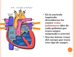 EL CORAZÓN En la aurícula izquierda  desembocan las cuatro  venas pulmonares  (dos de cada pulmón) que traen sangre oxigenada o arterial Son las únicas venas del cuerpo que traen este tipo de sangre. 