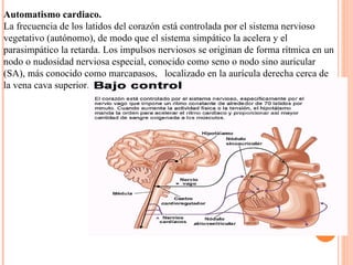 Automatismo cardiaco. La frecuencia de los latidos del corazón está controlada por el sistema nervioso vegetativo (autónomo), de modo que el sistema simpático la acelera y el parasimpático la retarda. Los impulsos nerviosos se originan de forma rítmica en un nodo o nudosidad nerviosa especial, conocido como seno o nodo sino auricular (SA), más conocido como marcapasos,  localizado en la aurícula derecha cerca de la vena cava superior.   
