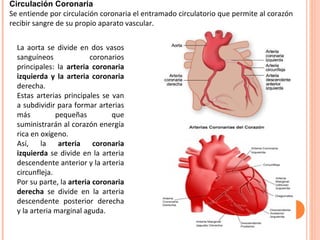 Circulación Coronaria Se entiende por circulación coronaria el entramado circulatorio que permite al corazón recibir sangre de su propio aparato vascular. La aorta se divide en dos vasos sanguíneos coronarios principales: la  arteria coronaria izquierda y la arteria coronaria  derecha.  Estas arterias principales se van a subdividir para formar arterias más pequeñas que suministrarán al corazón energía rica en oxígeno.  Así, la  arteria coronaria izquierda  se divide en la arteria descendente anterior y la arteria circunfleja.  Por su parte, la  arteria coronaria derecha  se divide en la arteria descendente posterior derecha y la arteria marginal aguda. 
