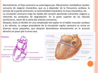 Normalmente, el flujo coronario se autorregula por: Mecanismos metabólicos locales: consumo de oxígeno miocárdico, que va a depender de la frecuencia cardíaca, la tensión de la pared ventricular, la contractilidad miocárdica, la masa miocárdica, etc. La circulación coronaria irriga los tejidos del corazón aportando nutrientes, oxígeno y, retirando los productos de degradación. En la parte superior de las válvulas semilunares, nacen de la aorta dos arterias coronarias.  Después, éstas se dividen en una complicada red capilar en el tejido muscular cardiaco y las válvulas. La sangre procedente de la circulación capilar coronaria se reúne en diversas venas pequeñas, que después desembocan directamente en la aurícula derecha sin pasar por la vena cava. 