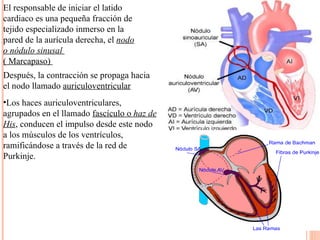 El responsable de iniciar el latido cardiaco es una pequeña fracción de tejido especializado inmerso en la pared de la aurícula derecha, el  nodo o nódulo sinusal   ( Marcapaso)  Después, la contracción se propaga hacia  el nodo llamado  auriculoventricular Los haces auriculoventriculares, agrupados en el llamado  fascículo o  haz de His , conducen el impulso desde este nodo a los músculos de los ventrículos, ramificándose a través de la red de Purkinje. 