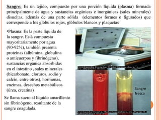 Sangre:   Es un tejido, compuesto por una porción líquida ( plasma ) formada principalmente de agua y sustancias orgánicas e inorgánicas (sales minerales) disueltas, además de una parte sólida  ( elementos formes o figurados ) que corresponde a los glóbulos rojos, glóbulos blancos y plaquetas Plasma : Es la parte líquida de la sangre. Está compuesta mayoritariamente por agua (90-92%), también presenta proteínas (albúmina, globulina o anticuerpos y fibrinógeno), sustancias orgánica absorbidas en el intestino , sales minerales (bicarbonato, cloruros, sodio y calcio, entre otros), hormonas, enzimas, desechos metabólicos (úrea, creatina) Sangre fresca Se llama suero al líquido amarillento sin fibrinógeno, resultante de la sangre coagulada.  