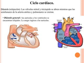 Ciclo cardíaco. Diástole  (relajación):  Las válvulas mitral y tricúspide se abren mientras que las semilunares de la arteria aórtica y pulmonares se cierran.  Diástole general :  las aurículas y los ventrículos se encuentran relajados. La sangre ingresa a las aurículas. 
