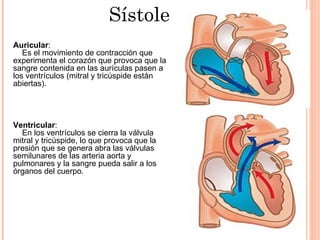 Sístole Auricular : Es el movimiento de contracción que experimenta el corazón que provoca que la sangre contenida en las aurículas pasen a los ventrículos (mitral y tricúspide están abiertas). Ventricular : En los ventrículos se cierra la válvula mitral y tricúspide, lo que provoca que la presión que se genera abra las válvulas semilunares de las arteria aorta y pulmonares y la sangre pueda salir a los órganos del cuerpo. 