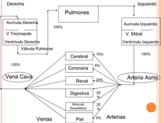 Cerebral Coronaria Renal Digestiva Músculo Esqueletico Piel Aurícula Derecha Aurícula Izquierda Ventrículo Derecho Ventrículo Izquierdo Pulmones V Tricúnspide V. Mitral Vena Cava Arteria Aorta Arterias Venas Válvula Pulmonar Derecho Izquierdo 15% 5% 25% 25% 5% 25% 100% 100% 100% 