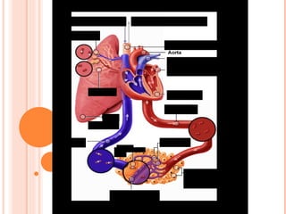 Paredes capilares Vena Capilares Arteria Corazón Venas pulmonares Arterias pulmonares Traquea Salida de CO2 Entrada de O2 Alveolos Tejido celular Bronquios Pulmones 