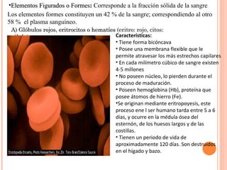 Elementos Figurados o Formes :  Corresponde a la fracción sólida de la sangre . Los elementos formes constituyen un 42 % de la sangre; correspondiendo al otro 58 %  el plasma sanguíneo. A) Glóbulos rojos, eritrocitos o hematíes  (eritro: rojo, citos: célula)  Características: Tiene forma bicóncava Posee una membrana flexible que le permite atravesar los más estrechos capilares En cada milímetro cúbico de sangre existen 4-5 millones No poseen núcleo, lo pierden durante el proceso de maduración. Poseen hemoglobina (Hb), proteína que posee átomos de hierro (Fe). Se originan mediante eritropoyesis, este proceso ene l ser humano tarda entre 5 a 6 días, y ocurre en la médula ósea del esternón, de los huesos largos y de las costillas. Tienen un periodo de vida de aproximadamente 120 días. Son destruidos en el hígado y bazo. 