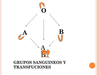 O A AB B GRUPOS SANGUINEOS Y TRANSFUCIONES 