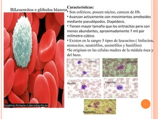 B)Leucocitos o glóbulos blancos Características: Son esféricos, poseen núcleo, carecen de Hb. Avanzan activamente con movimientos ameboides mediante pseudópodos. Diapédesis. Tienen mayor tamaño que los eritrocitos pero son menos abundantes, aproximadamente 7 mil por milímetro cúbico. Existen en la sangre 5 tipos de leucocitos ( linfocitos, monocitos, neutrófilos, eosinófilos y basófilos) Se originan en las células madres de la médula ósea y del bazo . Linfocito Monocito Basófilo Eosinófilo Neutrófilo 