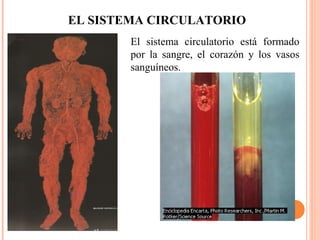 EL SISTEMA CIRCULATORIO El sistema circulatorio está formado por la sangre, el corazón y los vasos sanguíneos. 