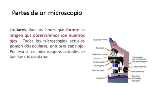 Partes de un microscopio
Oculares. Son las lentes que forman la
imagen que observaremos con nuestros
ojos . Todos los microscopios actuales
poseen dos oculares, uno para cada ojo.
Por eso a los microscopios actuales se
les llama binoculares
 