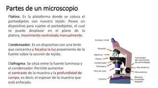 Partes de un microscopio
Platina. Es la plataforma donde se coloca el
portaobjetos con nuestro tejido. Posee un
dispositivo para sujetar el portaobjetos, el cual
se puede desplazar en el plano de la
platina, movimiento controlado manualmente.
Condensador. Es un dispositivo con una lente
que concentra y focaliza la luz proveniente de la
fuente sobre la sección de tejido.
Diafragma. Se sitúa entre la fuente luminosa y
el condensador. Permite aumentar
el contraste de la muestra y la profundidad de
campo, es decir, el espesor de la muestra que
está enfocado.
 