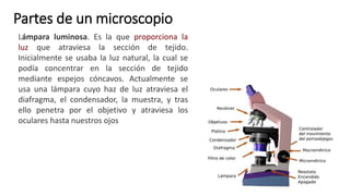 Partes de un microscopio
Lámpara luminosa. Es la que proporciona la
luz que atraviesa la sección de tejido.
Inicialmente se usaba la luz natural, la cual se
podía concentrar en la sección de tejido
mediante espejos cóncavos. Actualmente se
usa una lámpara cuyo haz de luz atraviesa el
diafragma, el condensador, la muestra, y tras
ello penetra por el objetivo y atraviesa los
oculares hasta nuestros ojos
 