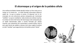 El alcornoque y el origen de la palabra célula
Una mañana de Robert Hooke decidió realizar un fino corte con su
navaja en la corteza de un árbol llamado alcornoque (Quercus
suber) de la que se extrae el corcho. Al observar con el mi-
croscopio vio una estructura porosa compuesta por numerosas
“celdillas”. Lo que en realidad es- taba viendo eran células muertas.
La corteza ex terior del tronco del alcornoque está compuesta por
un tejido denominado súber o corcho formado por células
muertas, que solamente han conservado su pared celular. Esto le
da la apa riencia de celdilla o cámara, de lo que surgió el nombre
en latín “celullae” que luego derivó en elnombre actual “célula”
 