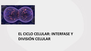 EL CICLO CELULAR: INTERFASE Y
DIVISIÓN CELULAR
 