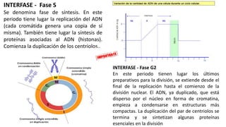 INTERFASE - Fase S
Se denomina fase de síntesis. En este
periodo tiene lugar la replicación del ADN
(cada cromátida genera una copia de sí
misma). También tiene lugar la síntesis de
proteínas asociadas al ADN (histonas).
Comienza la duplicación de los centriolos..
INTERFASE - Fase G2
En este periodo tienen lugar los últimos
preparativos para la división, se extiende desde el
final de la replicación hasta el comienzo de la
división nuclear. El ADN, ya duplicado, que está
disperso por el núcleo en forma de cromatina,
empieza a condensarse en estructuras más
compactas. La duplicación del par de centriolos se
termina y se sintetizan algunas proteínas
esenciales en la división
 