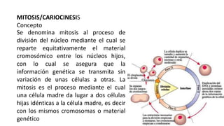 MITOSIS/CARIOCINESIS
Concepto
Se denomina mitosis al proceso de
división del núcleo mediante el cual se
reparte equitativamente el material
cromosómico entre los núcleos hijos,
con lo cual se asegura que la
información genética se transmita sin
variación de unas células a otras. La
mitosis es el proceso mediante el cual
una célula madre da lugar a dos células
hijas idénticas a la célula madre, es decir
con los mismos cromosomas o material
genético
 