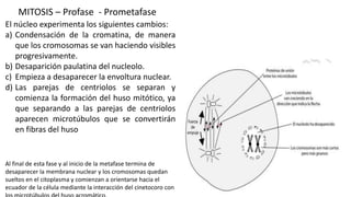 MITOSIS – Profase - Prometafase
El núcleo experimenta los siguientes cambios:
a) Condensación de la cromatina, de manera
que los cromosomas se van haciendo visibles
progresivamente.
b) Desaparición paulatina del nucleolo.
c) Empieza a desaparecer la envoltura nuclear.
d) Las parejas de centriolos se separan y
comienza la formación del huso mitótico, ya
que separando a las parejas de centriolos
aparecen microtúbulos que se convertirán
en fibras del huso
Al final de esta fase y al inicio de la metafase termina de
desaparecer la membrana nuclear y los cromosomas quedan
sueltos en el citoplasma y comienzan a orientarse hacia el
ecuador de la célula mediante la interacción del cinetocoro con
 
