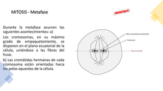 MITOSIS - Metafase
Durante la metafase ocurren los
siguientes acontecimientos: a)
Los cromosomas, en su máximo
grado de empaquetamiento, se
disponen en el plano ecuatorial de la
célula, uniéndose a las fibras del
huso.
b) Las cromátidas hermanas de cada
cromosoma están orientadas hacia
los polos opuestos de la célula.
 